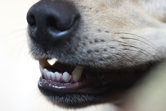 Como quitar el mal aliento de la boca de los perros